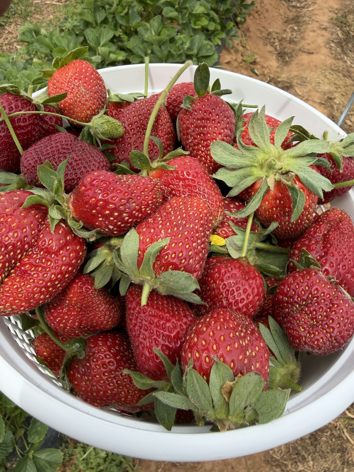 Picking Local